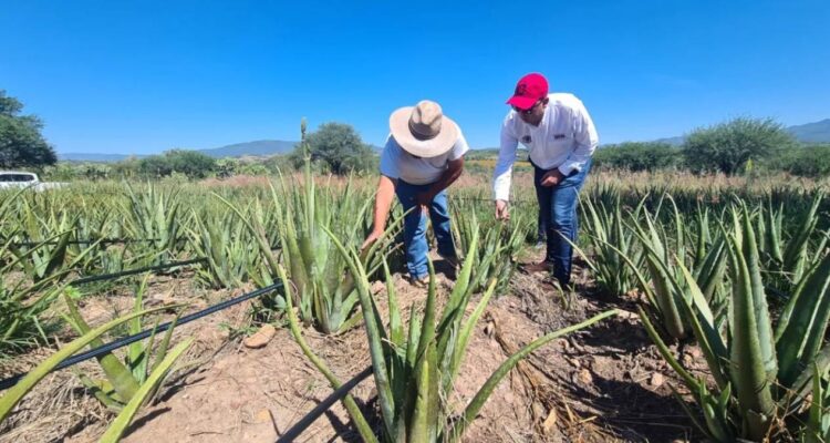 exportación de productos agrícolas en Tamaulipas