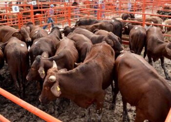 gusano barrenador en ganado de Tamaulipas