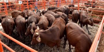 gusano barrenador en ganado de Tamaulipas