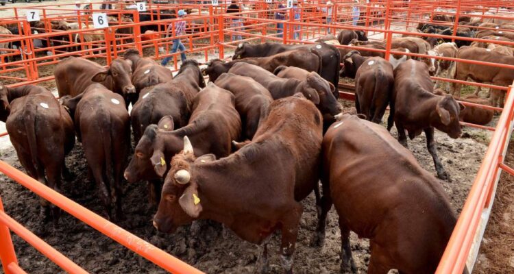 gusano barrenador en ganado de Tamaulipas