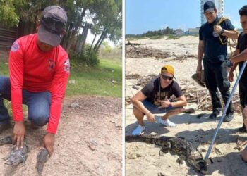 invasión de cocodrilos en Altamira