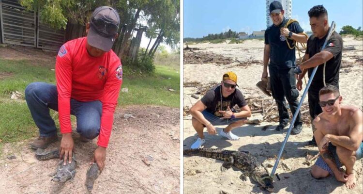 invasión de cocodrilos en Altamira