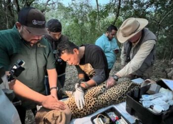 jaguar en peligro de extinción Tamaulipas