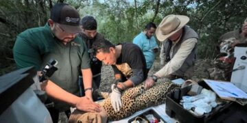 jaguar en peligro de extinción Tamaulipas