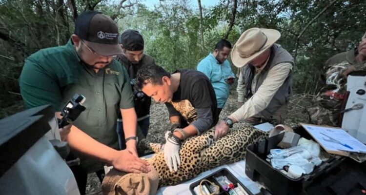 jaguar en peligro de extinción Tamaulipas