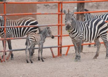 nacimiento de cebra en zoológico de Nuevo Laredo