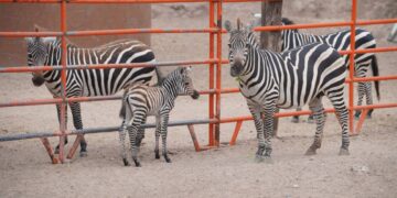 nacimiento de cebra en zoológico de Nuevo Laredo