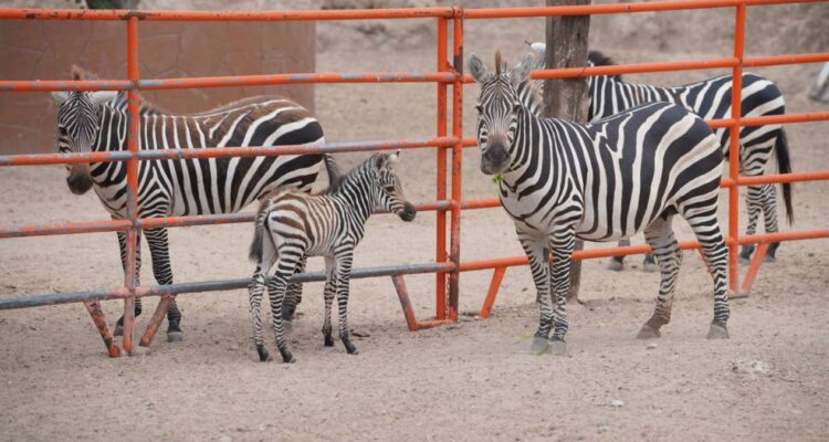 nacimiento de cebra en zoológico de Nuevo Laredo