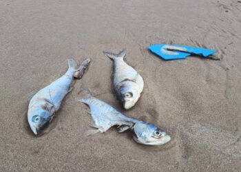 peces muertos en playa Miramar