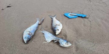 peces muertos en playa Miramar