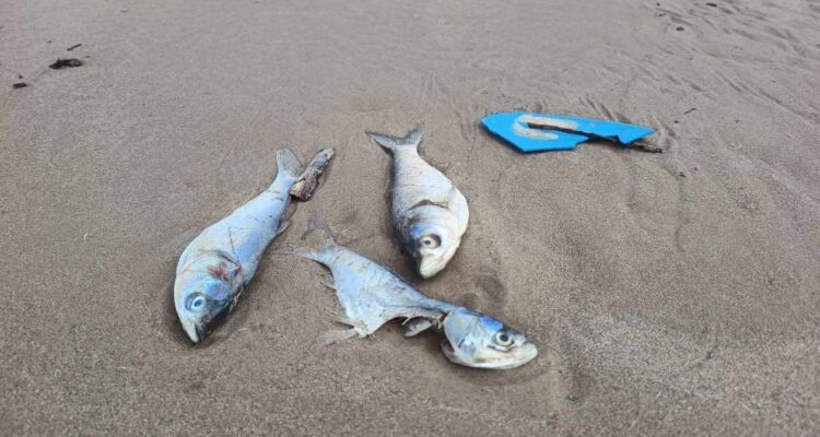 peces muertos en playa Miramar