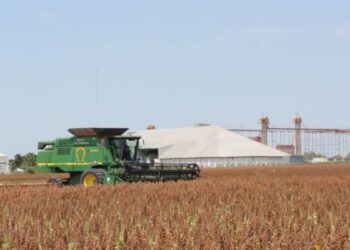 pérdidas agrícolas por sequía en Tamaulipas