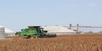 pérdidas agrícolas por sequía en Tamaulipas