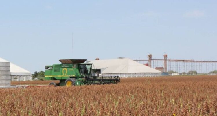 pérdidas agrícolas por sequía en Tamaulipas