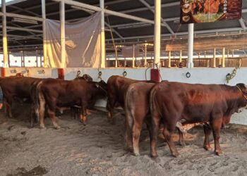 prevención del gusano barrenador en Matamoros