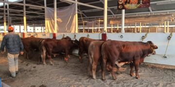 prevención del gusano barrenador en Matamoros