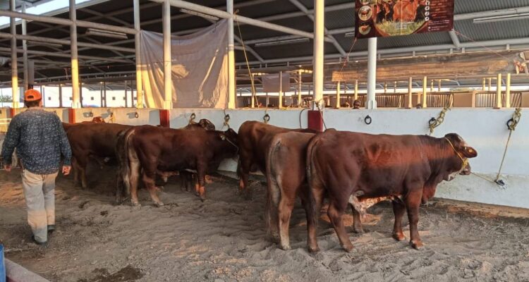 prevención del gusano barrenador en Matamoros