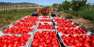 producción de tomate en Tamaulipas