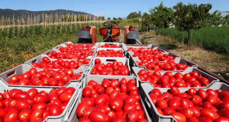 producción de tomate en Tamaulipas