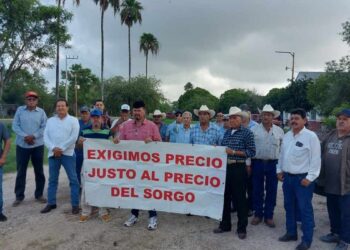 productores de sorgo norte de Tamaulipas