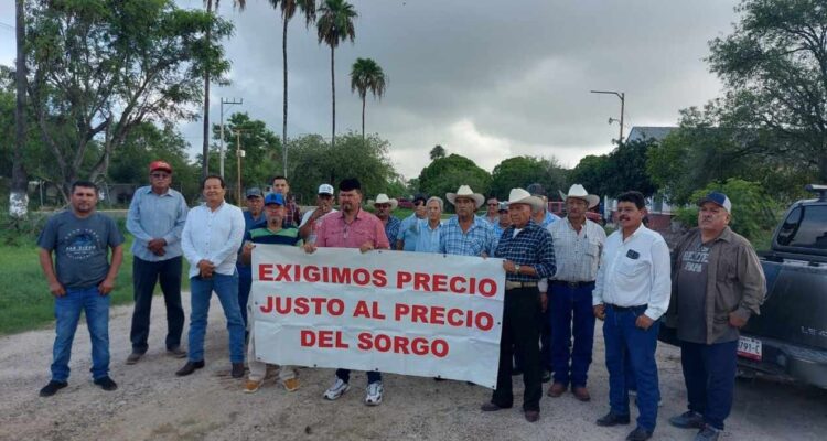 productores de sorgo norte de Tamaulipas