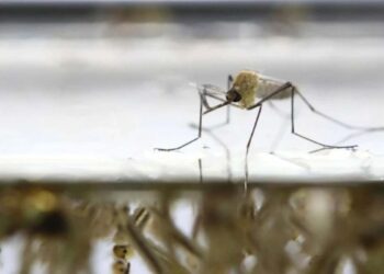 repunte de dengue en Tamaulipas