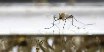 repunte de dengue en Tamaulipas