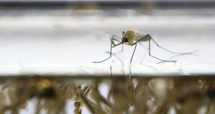 repunte de dengue en Tamaulipas