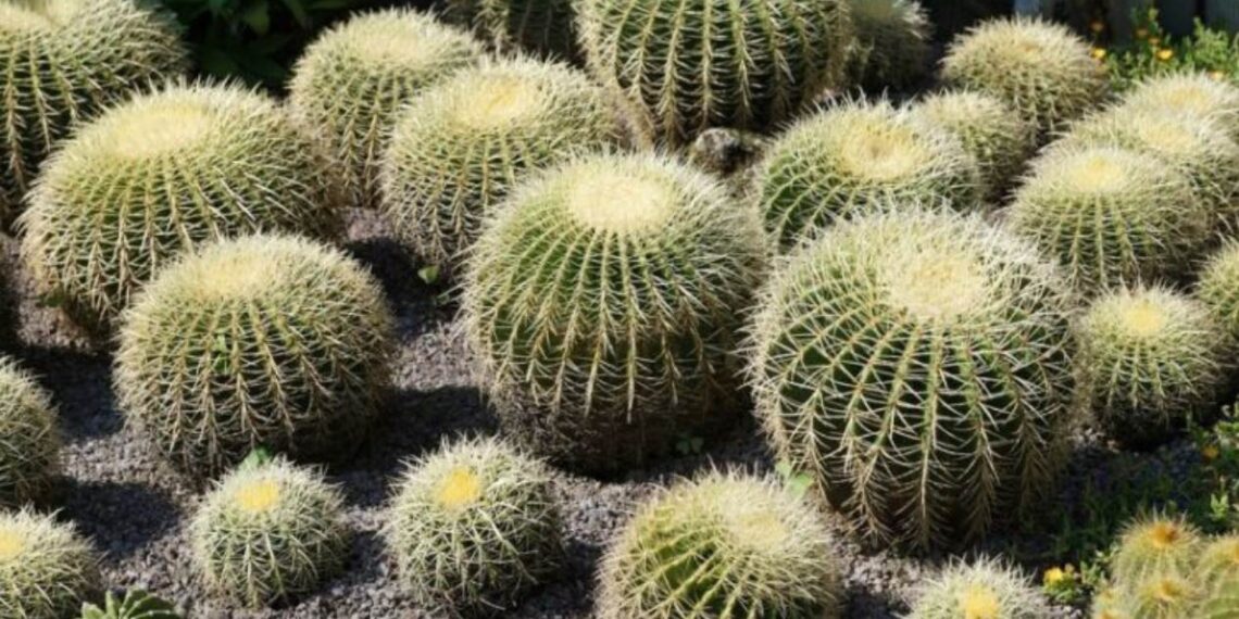 robo de cactáceas en Tamaulipas