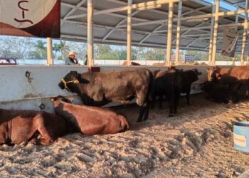sector ganadero en Tamaulipas