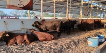 sector ganadero en Tamaulipas