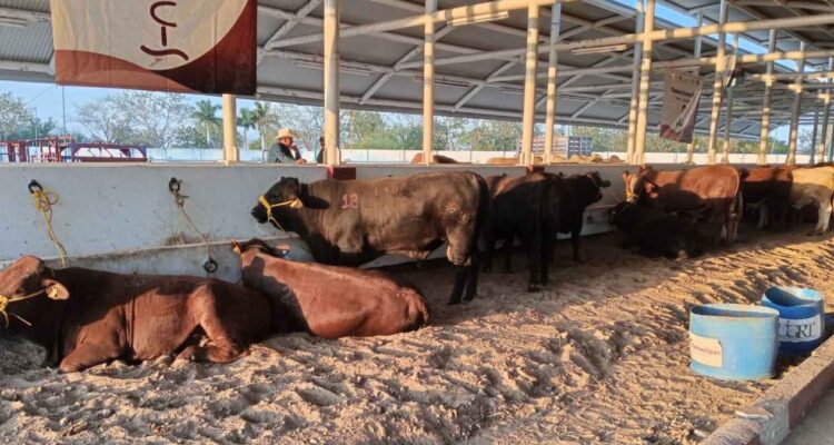 sector ganadero en Tamaulipas