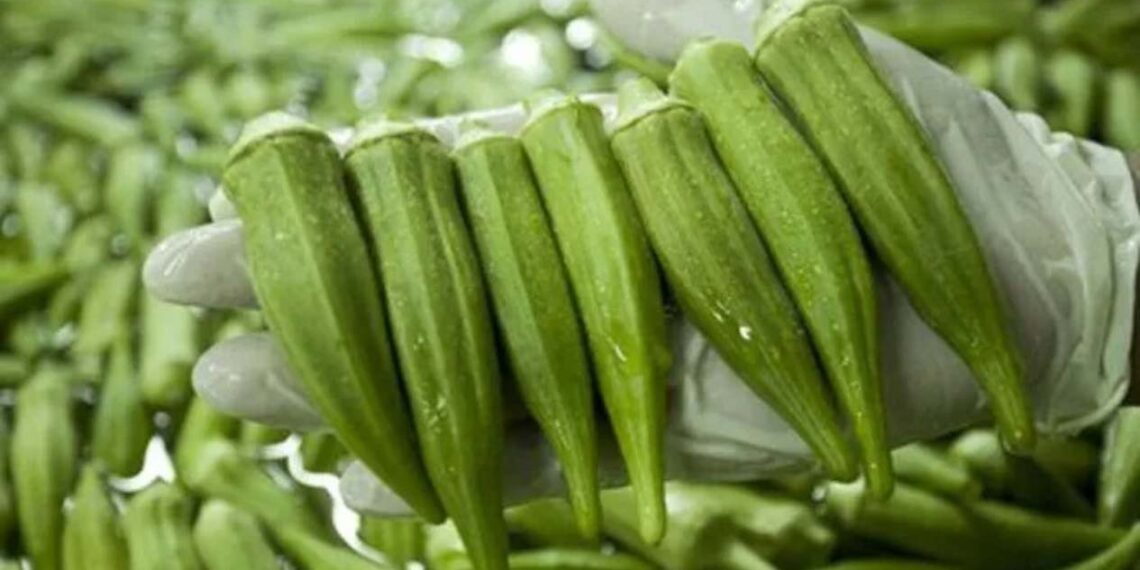 sobreproducción de okra en Matamoros