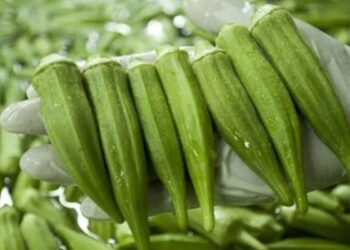 sobreproducción de okra en Matamoros