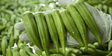 sobreproducción de okra en Matamoros