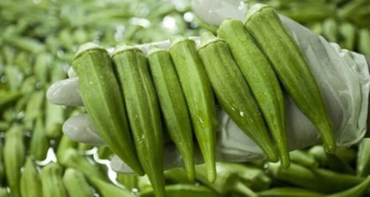 sobreproducción de okra en Matamoros