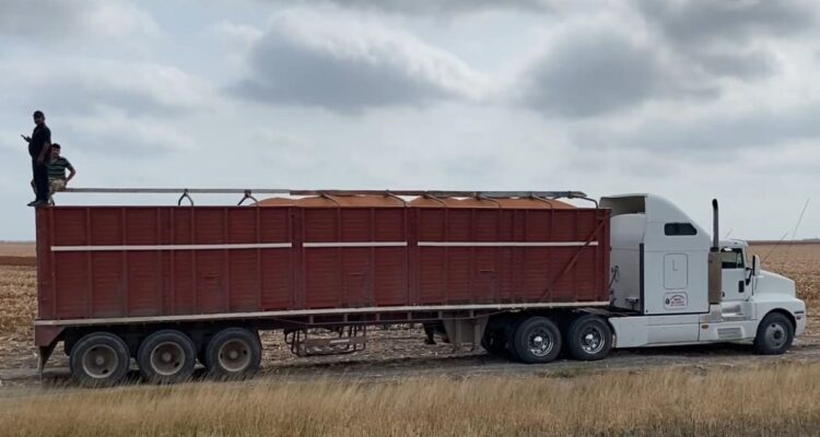 trilla de sorgo Matamoros
