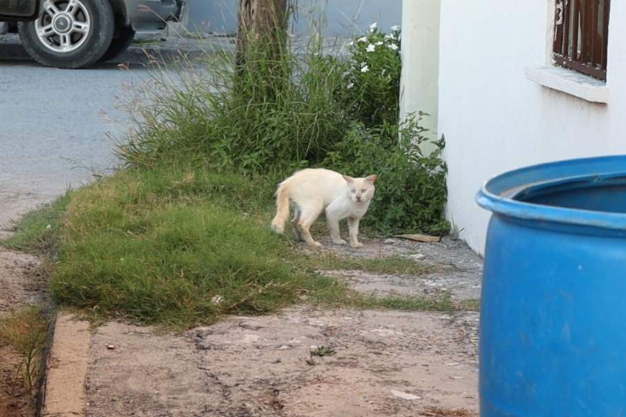 vacunar mascotas en verano