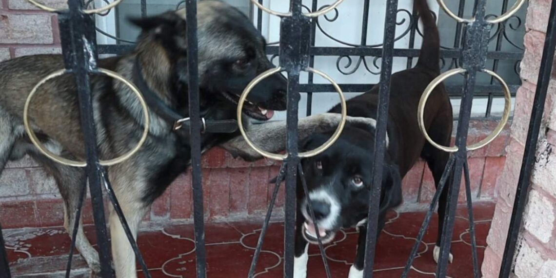 vacunar mascotas en verano