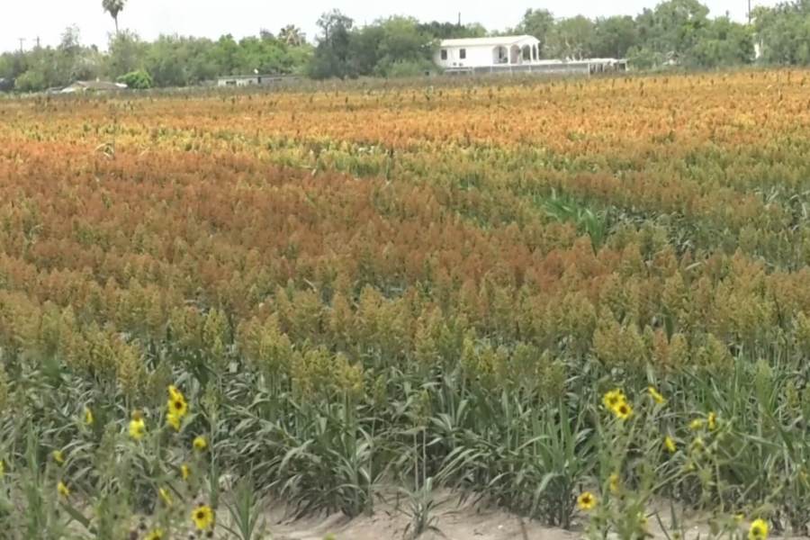 valor del sorgo y el maíz en Tamaulipas
