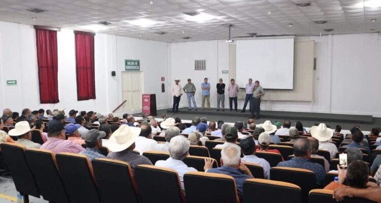 valor del sorgo y el maíz en Tamaulipas