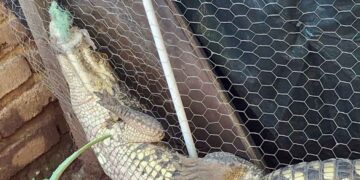 Aseguran cocodrilo Tlajomulco
