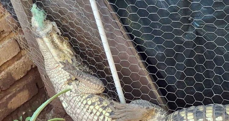 Aseguran cocodrilo Tlajomulco
