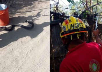 Hallan una anaconda al interior de una vivienda en Escobedo, Nuevo León