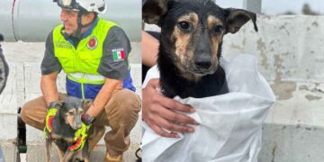 Protección Civil de San Pedro rescata a lomito del arroyo El Obispo debido al aumento del caudal por las lluvias