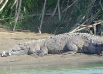 avistamiento de cocodrilos en Güémez Tamaulipas
