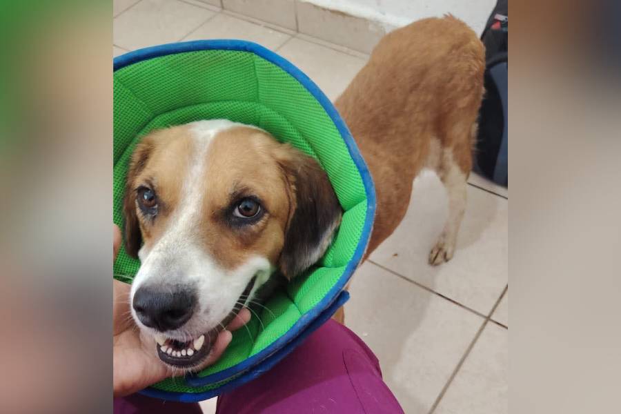 campaña de esterilización en Nuevo Laredo