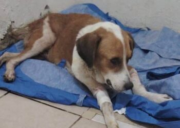 campaña de esterilización en Nuevo Laredo