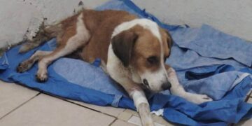 campaña de esterilización en Nuevo Laredo