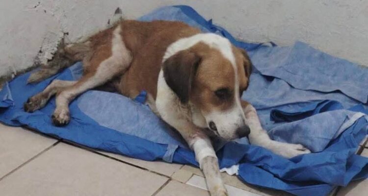 campaña de esterilización en Nuevo Laredo